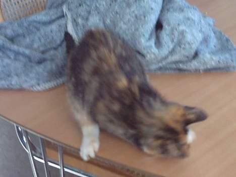 Huskat whisky  - åhh nej... hvad laver jeg dog...ups!!...hehe billede 7