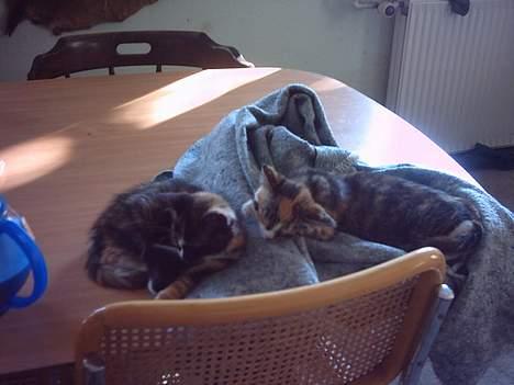 Huskat whisky  - whisky og molly sover Zzzz...Whisky til Højrer billede 8