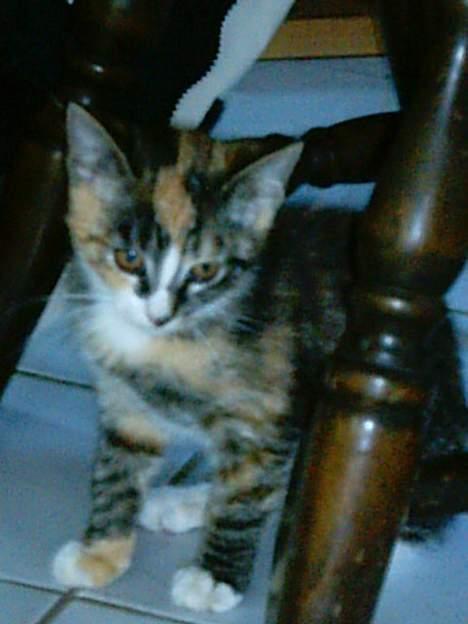 Huskat whisky  billede 9