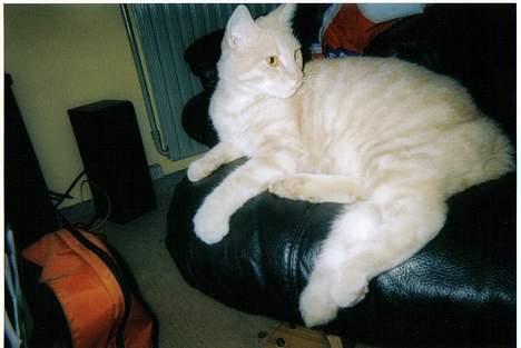 Blanding af racer Garfield - Søøød miiiis billede 7