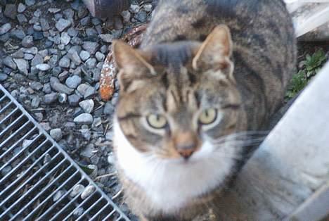 Blanding af racer Mille *død* - den smukke kat!! billede 1