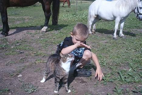 Blanding af racer Mille *død* - min lillebror og mille billede 2