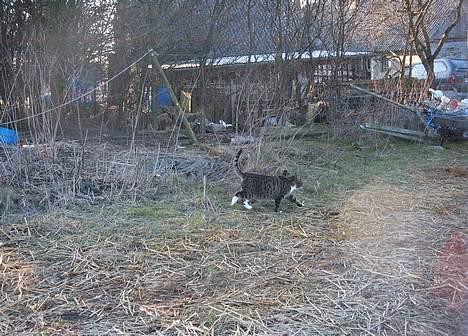 Blanding af racer Mille *død* - lige opdagde mig billede 3