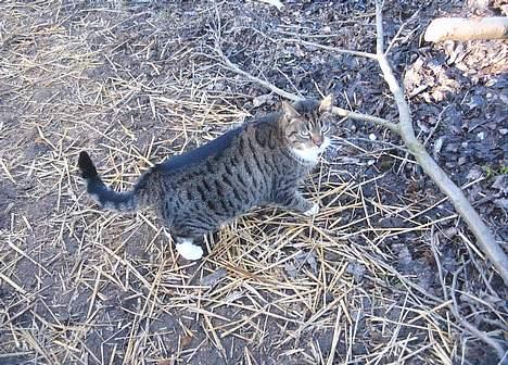 Blanding af racer Mille *død* - er altid glad billede 4