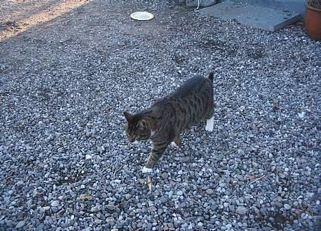 Blanding af racer Mille *død* - ledder efter Mus billede 5