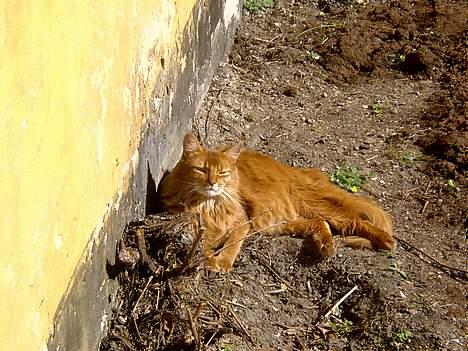 Somali Tiger - Tiger i sin have, hans yndlings opholdssted billede 7