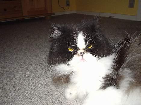 Perser i feel for you of delight billede 6