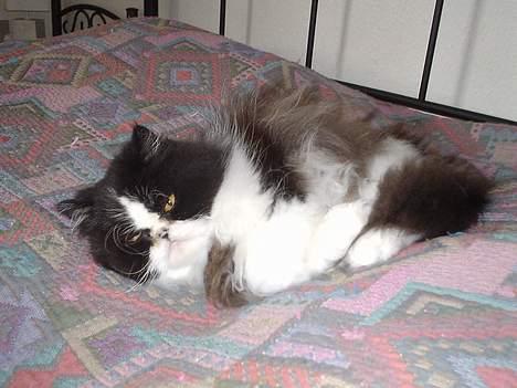 Perser i feel for you of delight billede 7