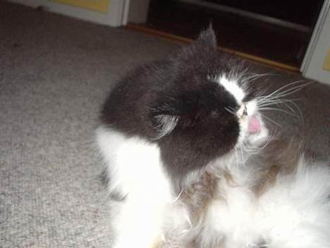 Perser i feel for you of delight billede 8