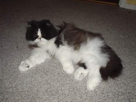 Perser i feel for you of delight billede 9