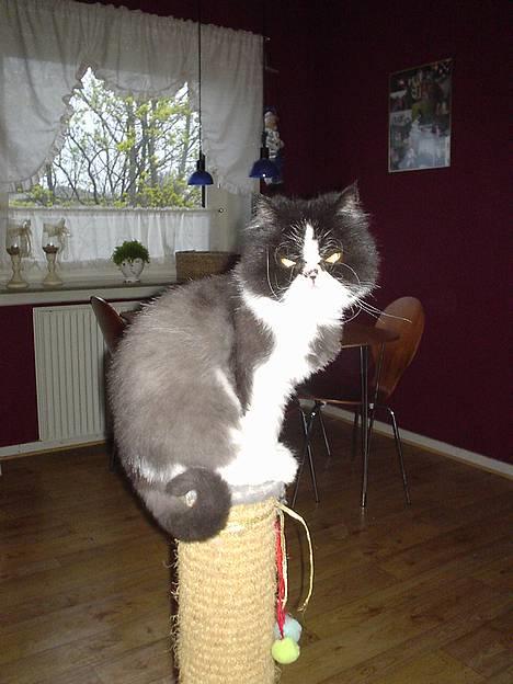 Perser i feel for you of delight billede 10