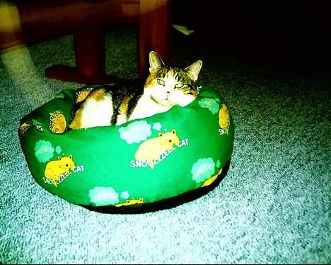 Blanding af racer *Molly* - ligger li i min bil ring ;0) billede 7