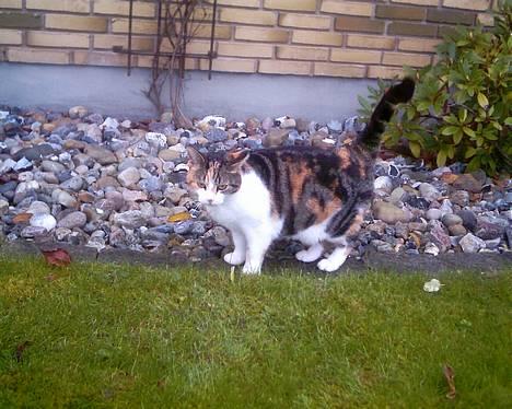 Blanding af racer *Molly* - Molly udenfor... r j ikk smuk? billede 8