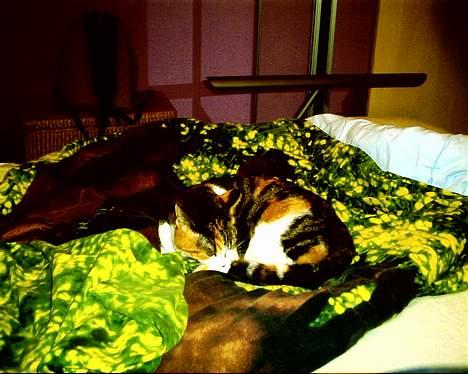 Blanding af racer *Molly* - Arrhhh... spve i min ejers seng... ja hun ka i hvertifald ikk sove her... her ligger j lisom.. hehe billede 9