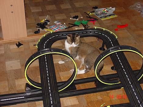 Huskat <3Prince Charming<3 DØD - Man kan vidst godt sige at Prins ligger på tilskuer-pladserne hehe billede 3