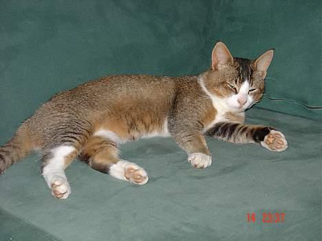 Huskat <3Prince Charming<3 DØD - Så skal der flades ud : ) billede 7