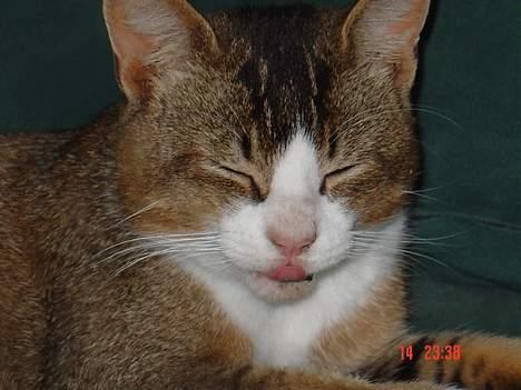 Huskat <3Prince Charming<3 DØD - Drille drille drille : ) billede 8