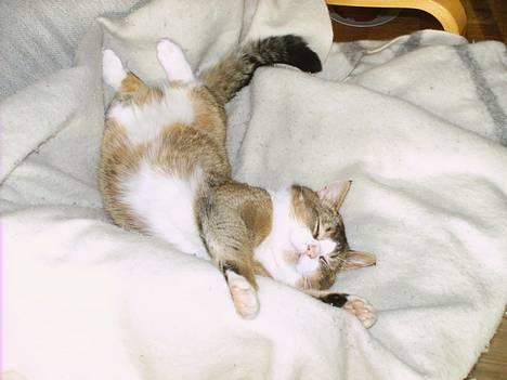 Huskat <3Prince Charming<3 DØD - Du er altså så sød mor : ) billede 10