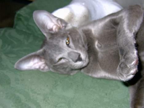 Orientaler Andrea billede 1