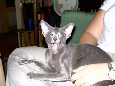 Orientaler Andrea billede 2