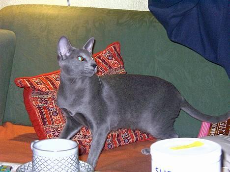 Orientaler Andrea billede 3