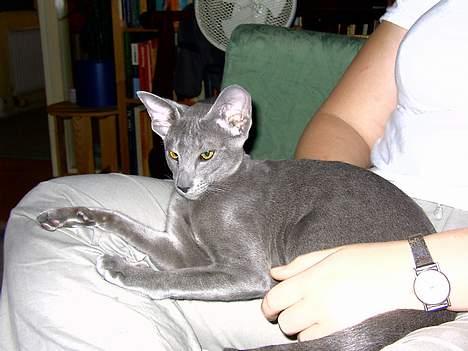 Orientaler Andrea billede 4