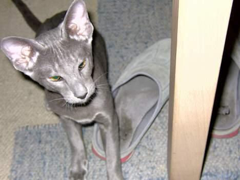 Orientaler Andrea billede 5