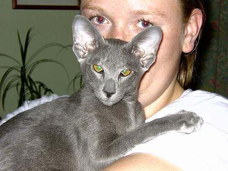 Orientaler Andrea billede 7