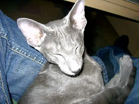 Orientaler Andrea billede 9