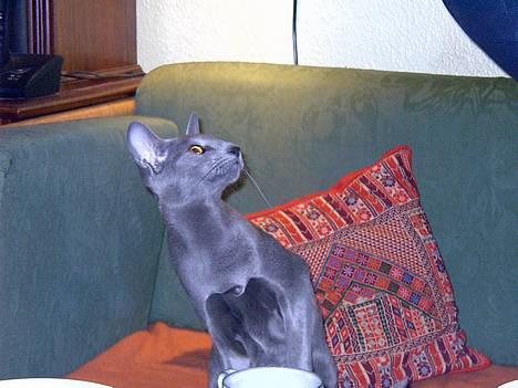 Orientaler Andrea billede 8