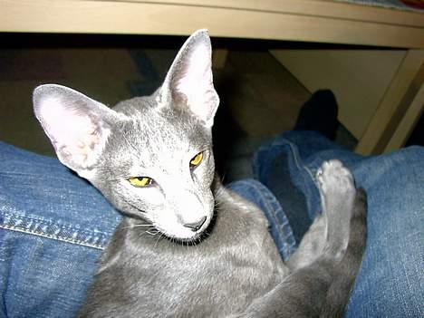 Orientaler Andrea billede 10