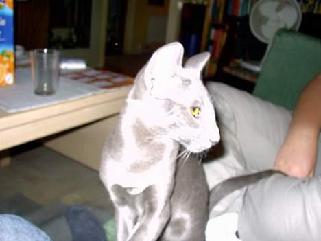 Orientaler Andrea billede 6