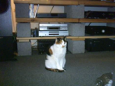 Blanding af racer Gizmo - Gizmo sidder og glo S:  billede 1