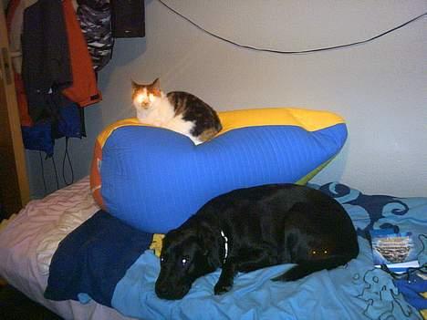 Blanding af racer Gizmo - Her er Gizmo og min hund..  billede 2