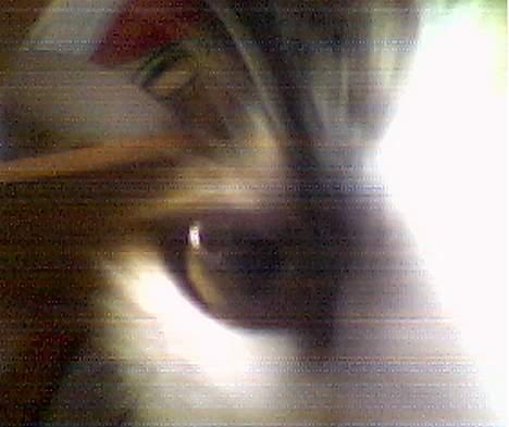 Blanding af racer Gizmo - Tæt på :O billede 3