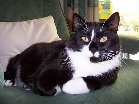 Huskat Gizmo - Hej... Jeg hedder Gizmo... billede 1