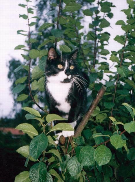 Huskat Gizmo billede 3