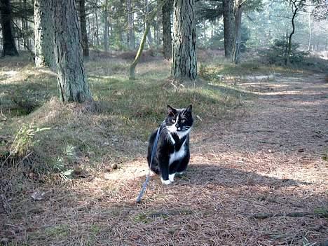 Huskat Gizmo billede 4