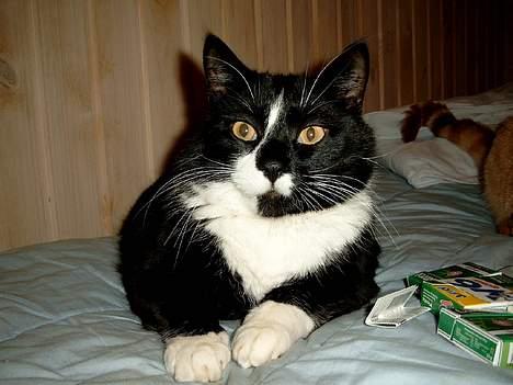 Huskat Gizmo billede 5