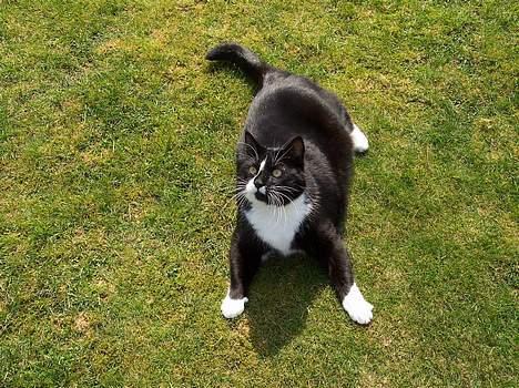 Huskat Gizmo billede 7