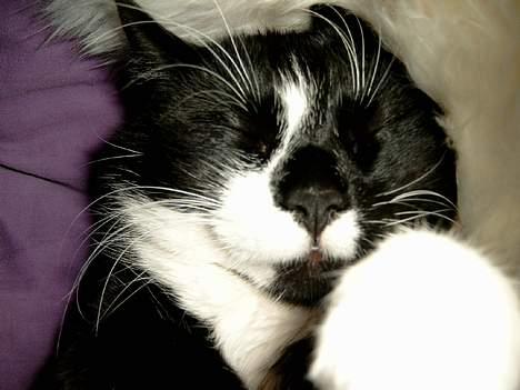 Huskat Gizmo billede 8