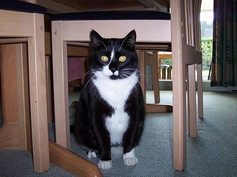 Huskat Gizmo billede 9