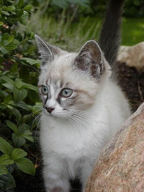 Blanding af racer Oliver billede 1