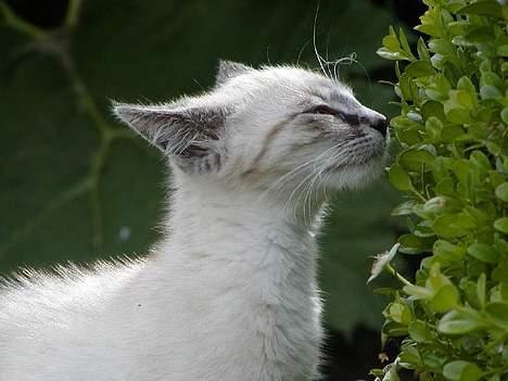 Blanding af racer Oliver billede 2