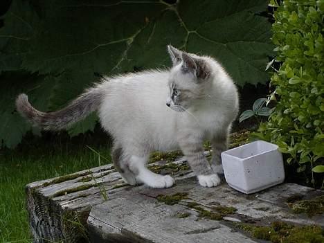 Blanding af racer Oliver billede 3