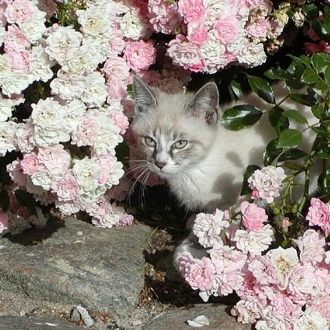 Blanding af racer Oliver billede 4