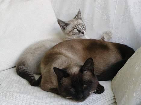 Blanding af racer Oliver billede 5