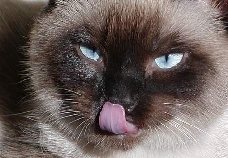 Blanding af racer Vanilia billede 1