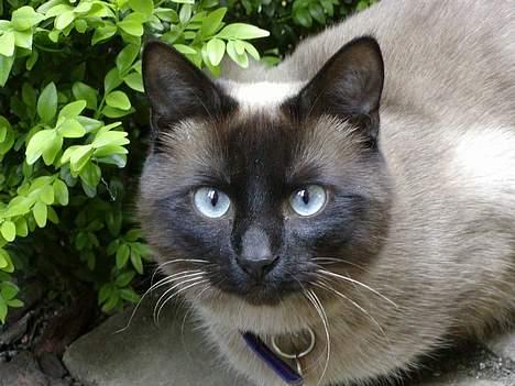 Blanding af racer Vanilia billede 2