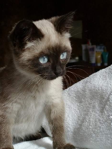 Blanding af racer Vanilia billede 3